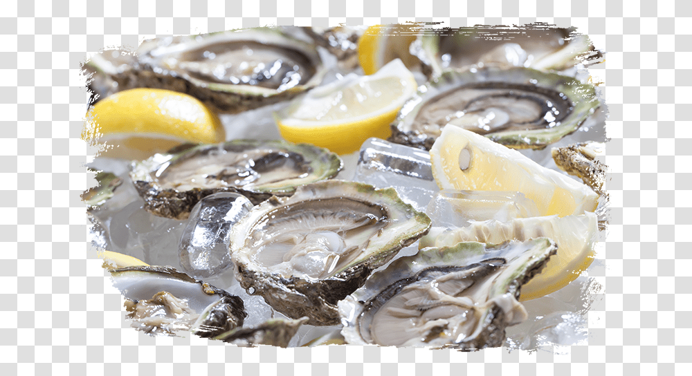 Dirty Al S Oysters Oyster, Seashell, Invertebrate, Sea Life, Animal Transparent Png