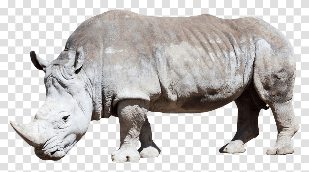 Dirty Grey Rhino White Rhino Background, Wildlife, Mammal, Animal, Elephant Transparent Png