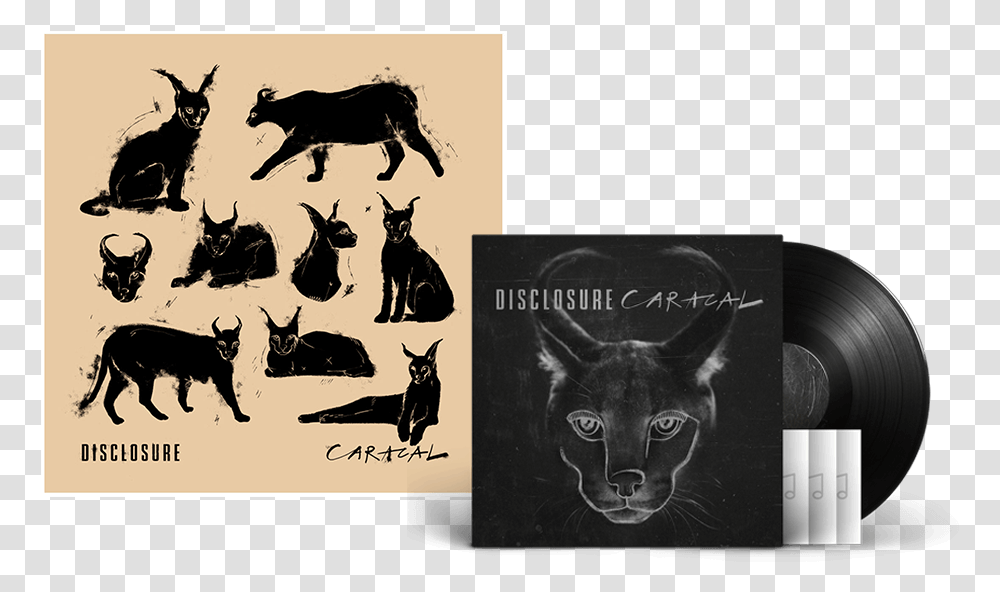 Disclosure Caracal Full Album Download, Cat, Pet, Mammal, Animal Transparent Png