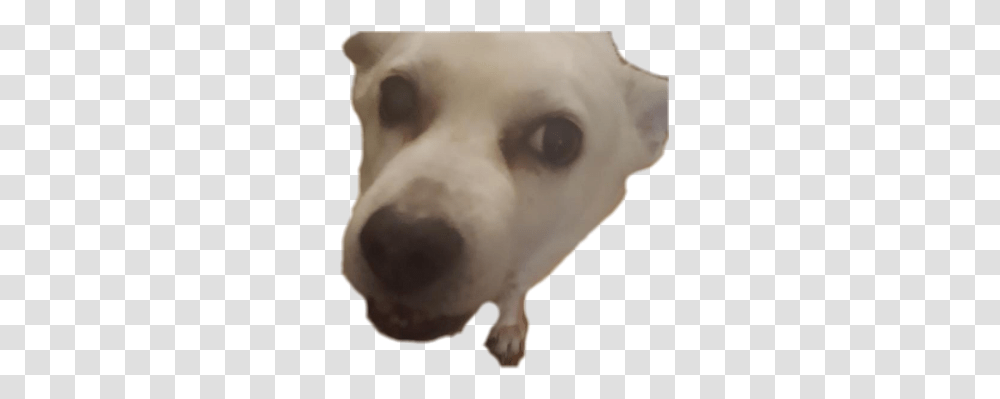 Discord Emoji Dog Gif, Mammal, Animal, Canine, Pet Transparent Png