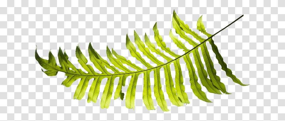 Discover Hawaii Tours Pearl Harbor Grand Circle Island Luaus, Leaf, Plant, Fern Transparent Png