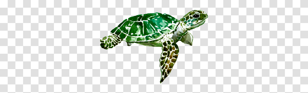 Discover The Coolest Ceiaxostickers Tumblr Watercolor Turtle, Tortoise, Reptile, Sea Life, Animal Transparent Png