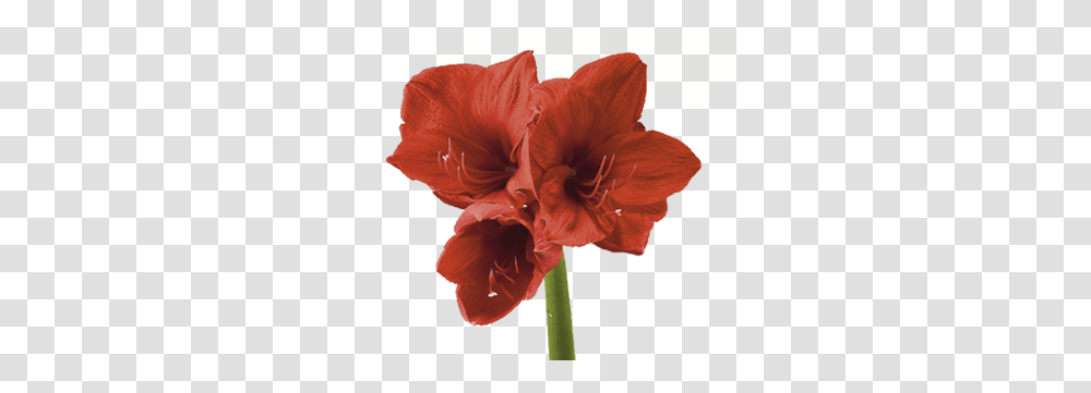 Discover The Language & Meanings Of Flowers Teleflora Background Amaryllis Flower, Plant, Blossom, Petal, Geranium Transparent Png