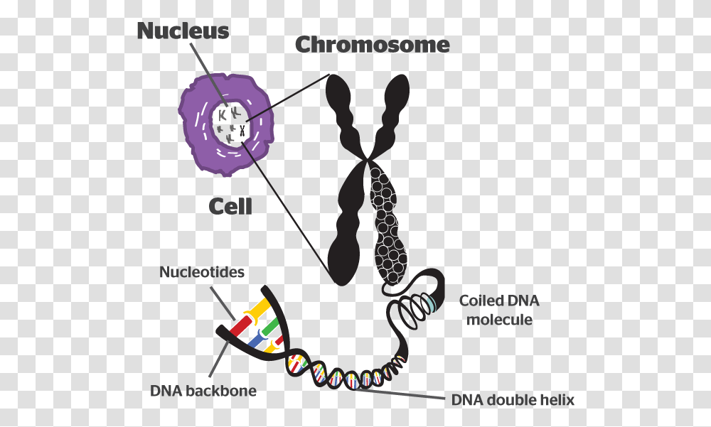 Discover What Is A Chromosome And Its Specific Function Chromosome Diagram Class 8, Accessories, Accessory, Jewelry, Text Transparent Png
