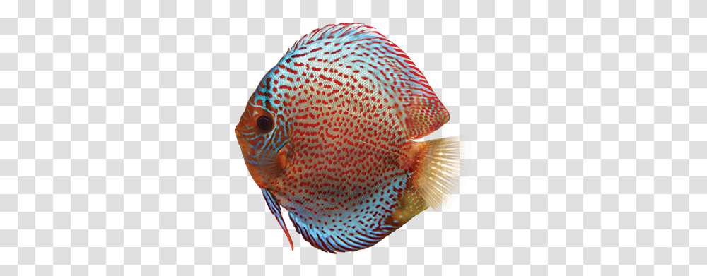 Discus Care Sheet Discus Fish, Angelfish, Sea Life, Animal Transparent Png