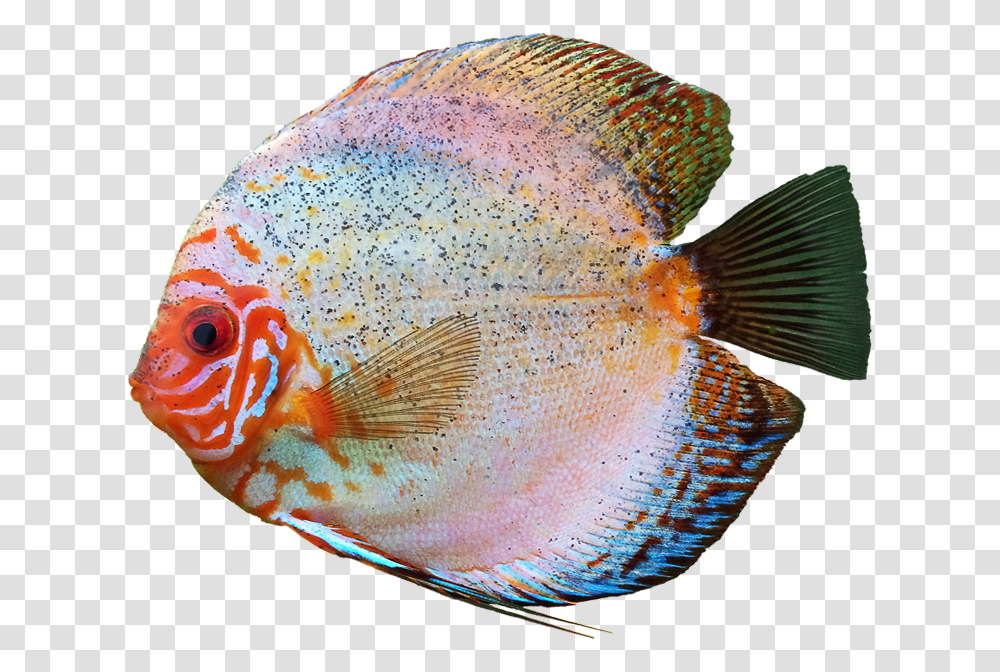 Discus Fish Background Image Colourful Fish, Animal, Angelfish, Sea Life, Surgeonfish Transparent Png