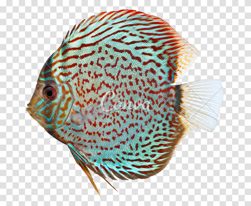 Discus Throw Clipart Discus Fish On White Background, Angelfish, Sea Life, Animal, Surgeonfish Transparent Png