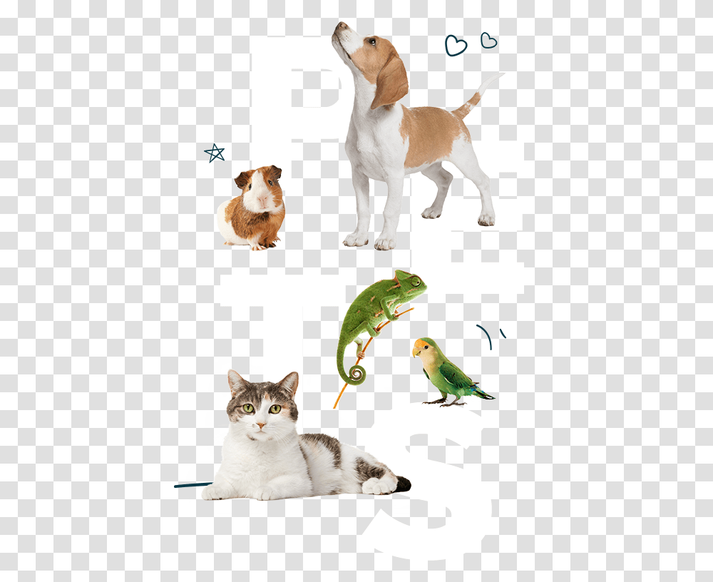 Display Asian, Bird, Animal, Cat, Pet Transparent Png