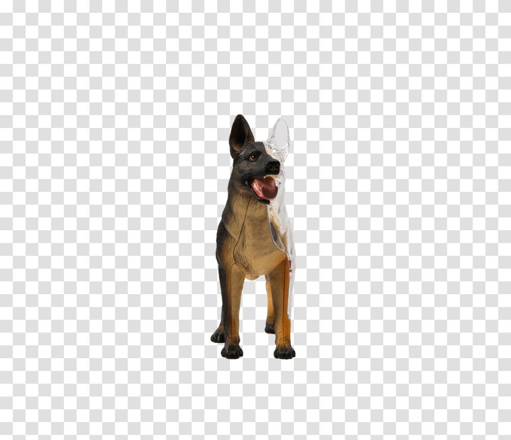 Dissected, Puppy, Dog, Pet, Canine Transparent Png