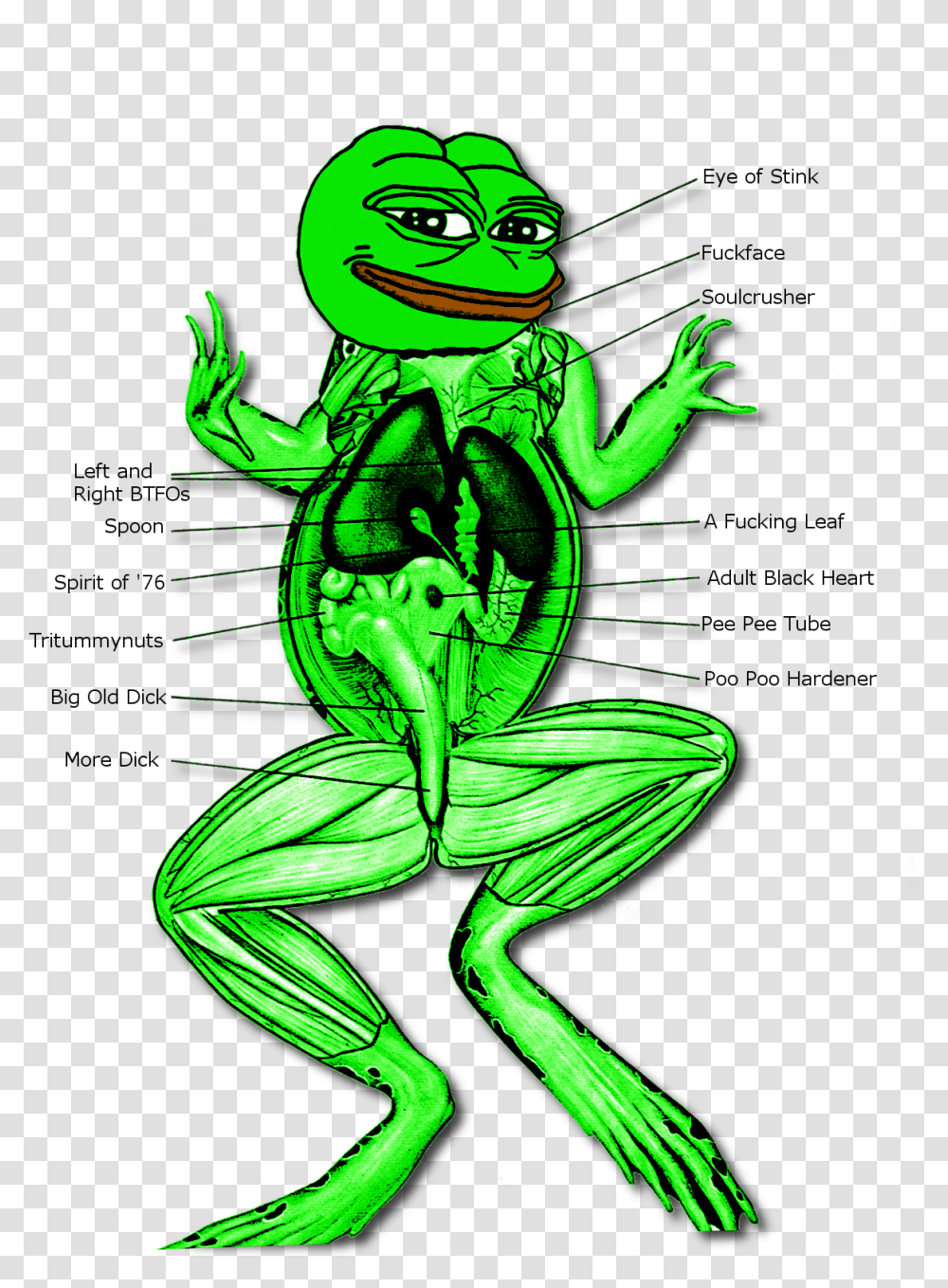 Dissection Of Digestive System Of Frog System Of A Frog, Light, Person Transparent Png