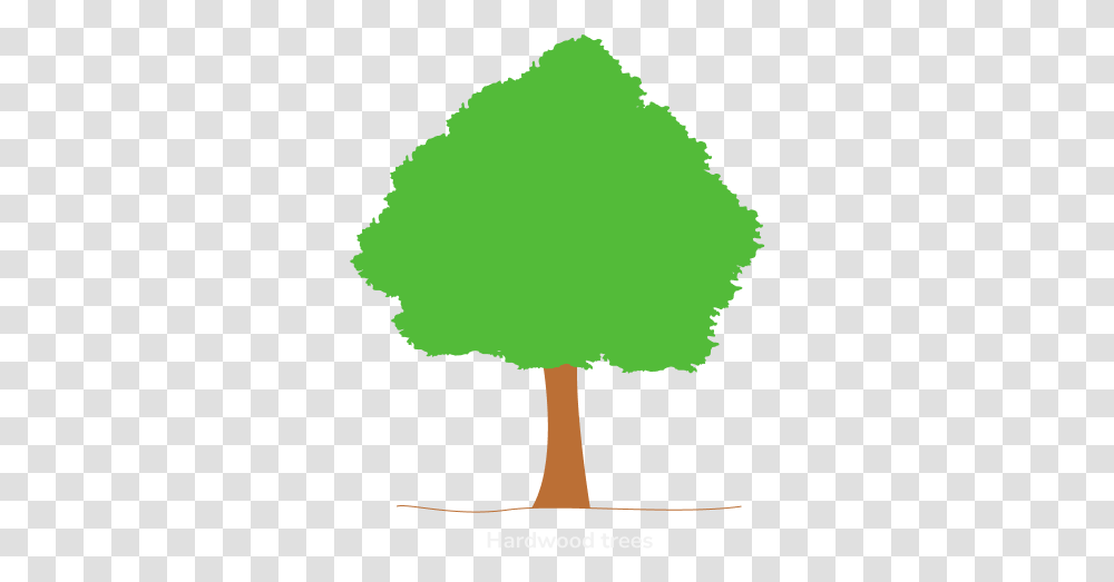 Distinguishing Softwoods From Hardwoods Theaterseatstore Blog Tree, Green, Plant, Graphics, Art Transparent Png