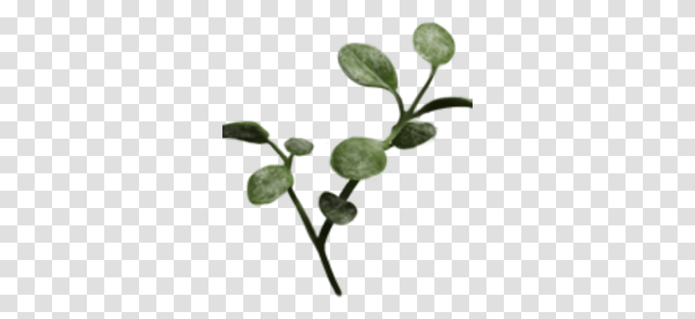 Dittany Harry Potter Wiki Fandom Origanum Dictamnus, Leaf, Plant, Annonaceae, Tree Transparent Png
