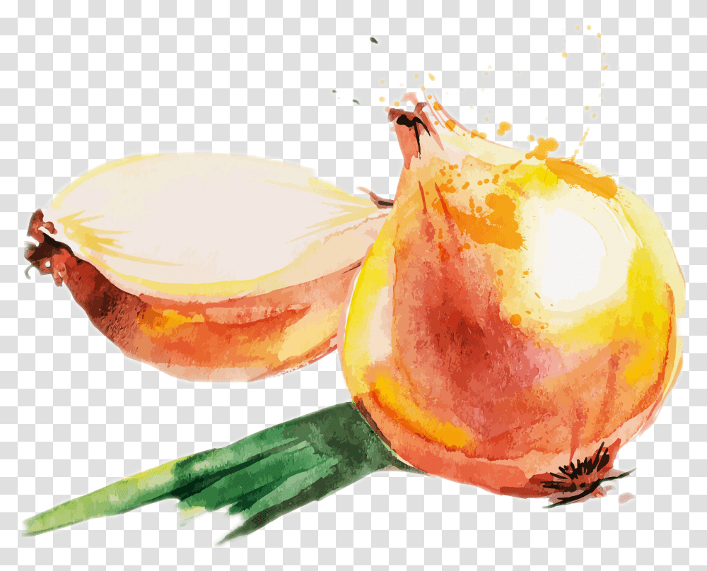 Divider Onion Watercolor, Plant, Fruit, Food, Produce Transparent Png