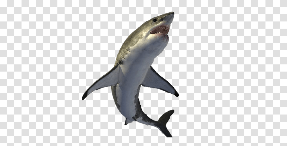 Diy Shark Shark Pictures, Sea Life, Fish, Animal, Great White Shark Transparent Png