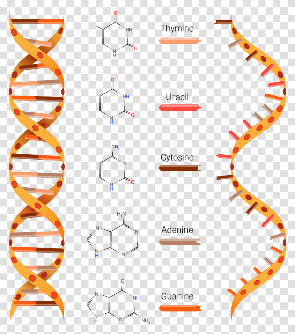 Dna And Rna Clipart, Number, Label Transparent Png