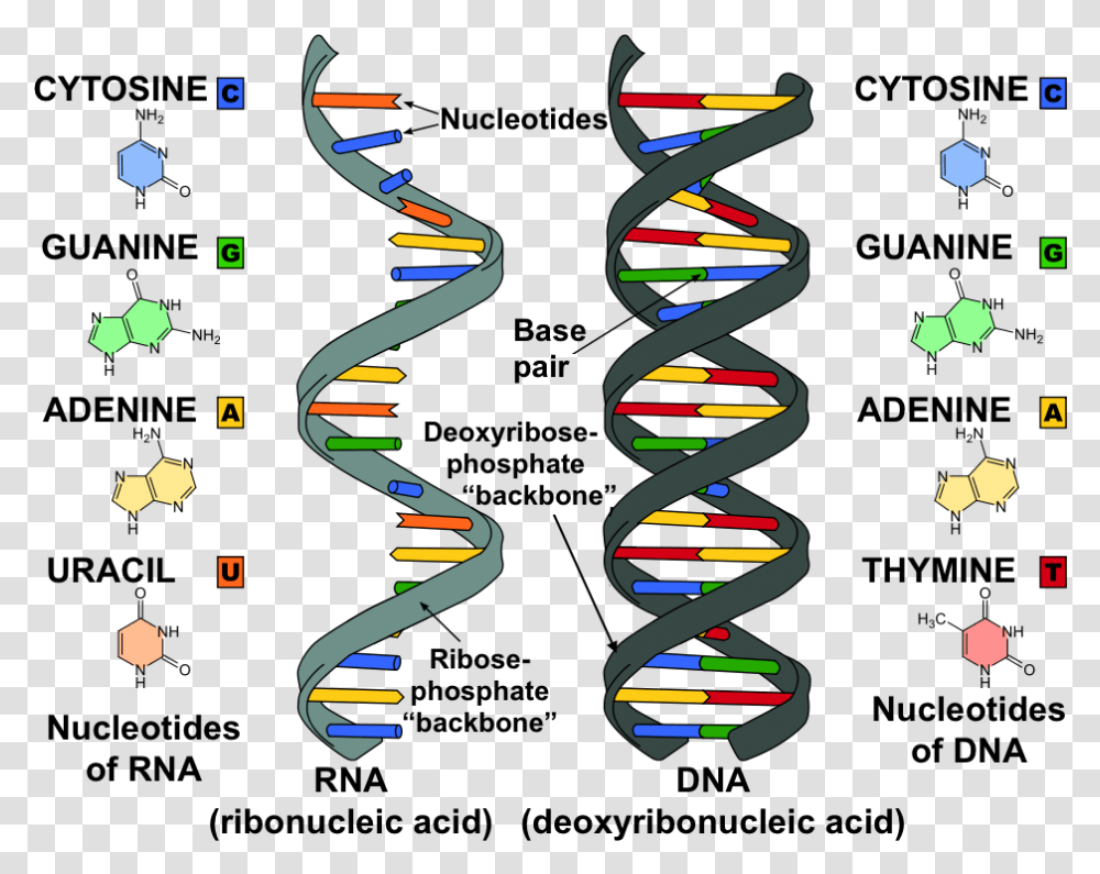 Dna And Rna, Paper, Confetti Transparent Png