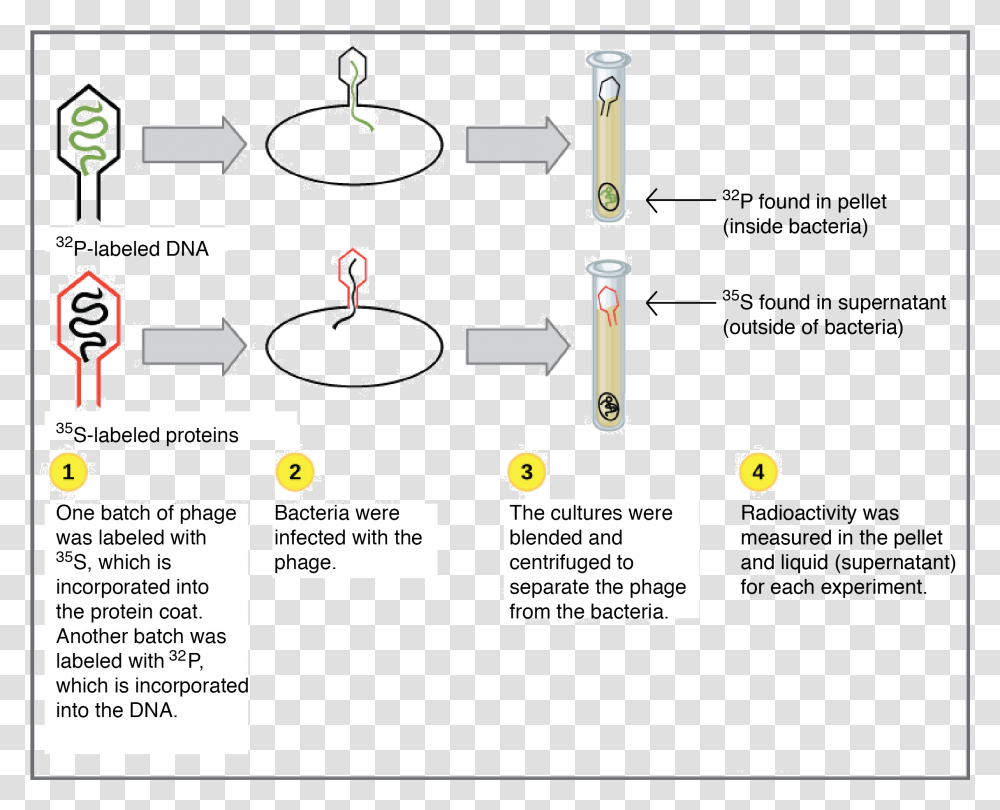 Dna As The Genetic Material Friedrich Miescher Experiment Diagram, Plot, Machine, Building Transparent Png