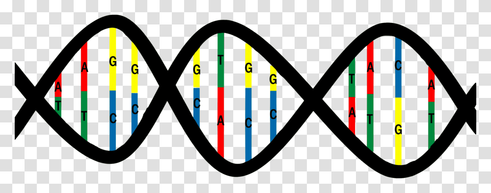 Dna Base Pair Mutation Nucleic Acid Structure Thymine Free, Logo, Trademark, Armor Transparent Png
