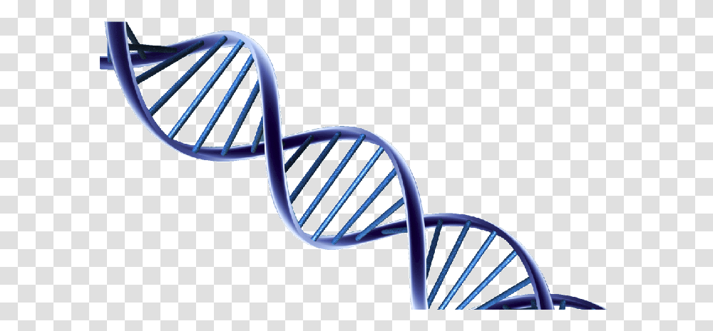 Dna, Chair, Furniture, Bench, Rocking Chair Transparent Png