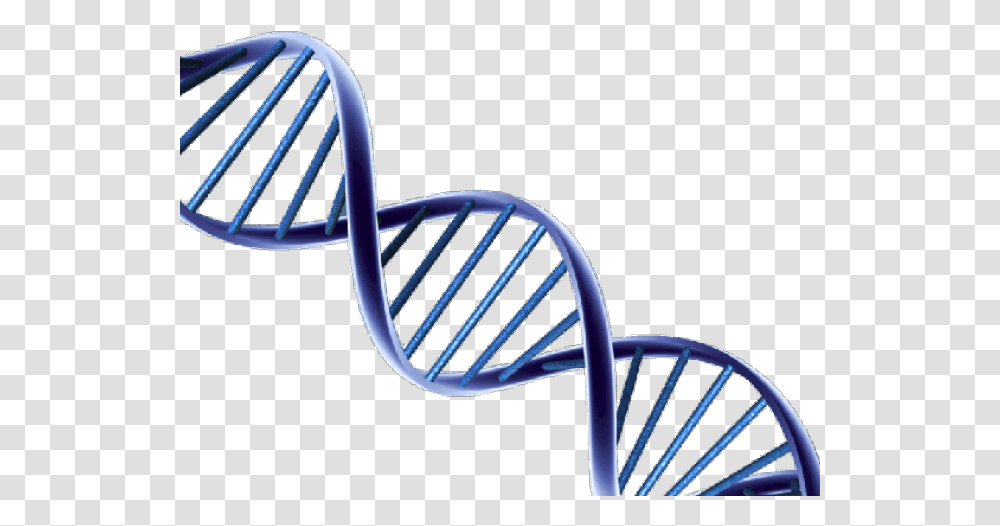 Dna Clipart Dna Structure For Background, Chair, Furniture, Sled, Bench Transparent Png