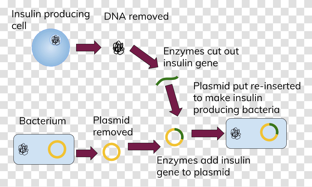 Dna Genetic Engineering Genetic Engineering Insulin, Paper, Alphabet, Purple Transparent Png