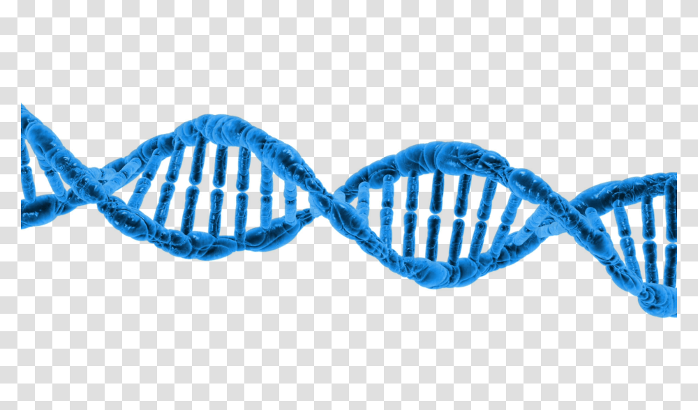 Dna Hd Dna Hd Images, Apparel, Underwear, Harness Transparent Png