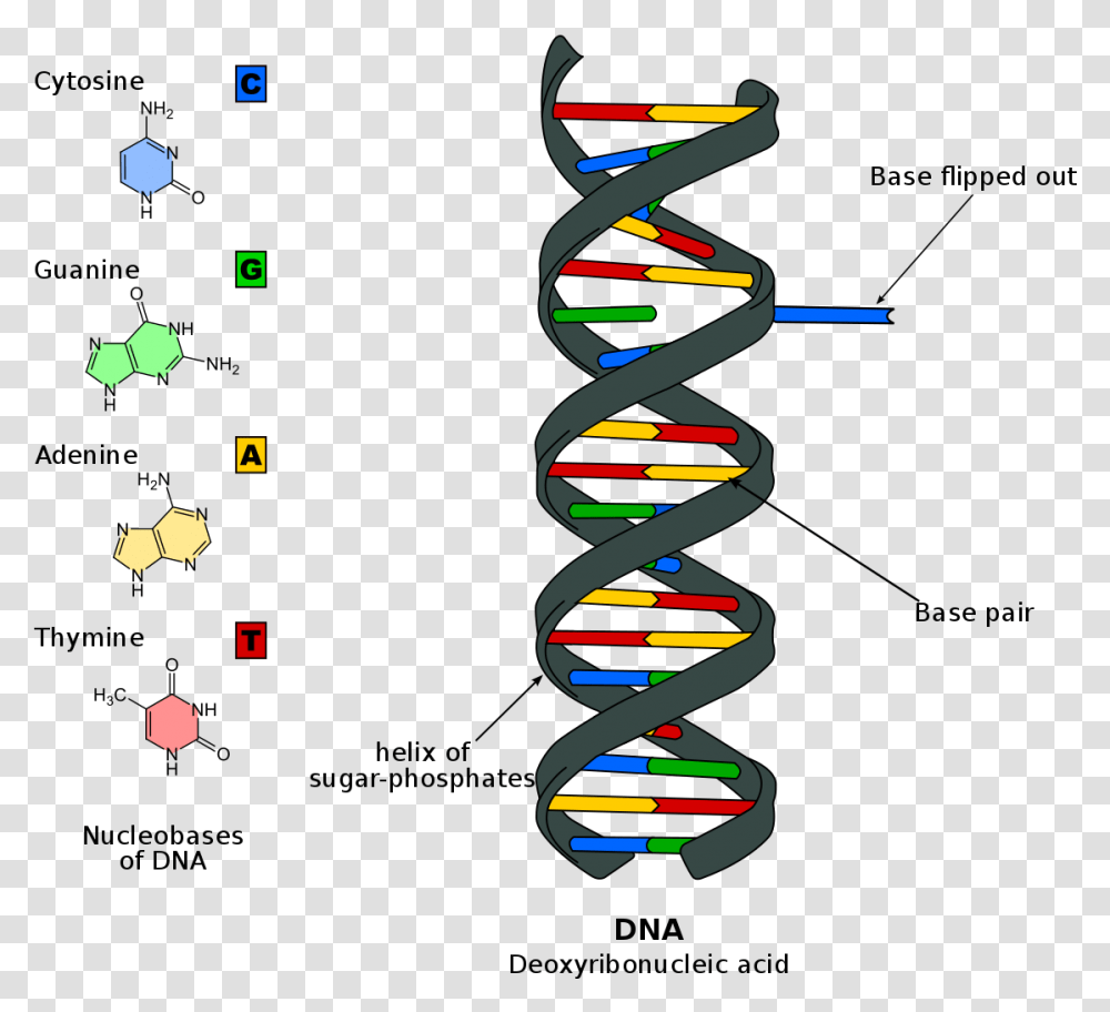 ДНК гуанин