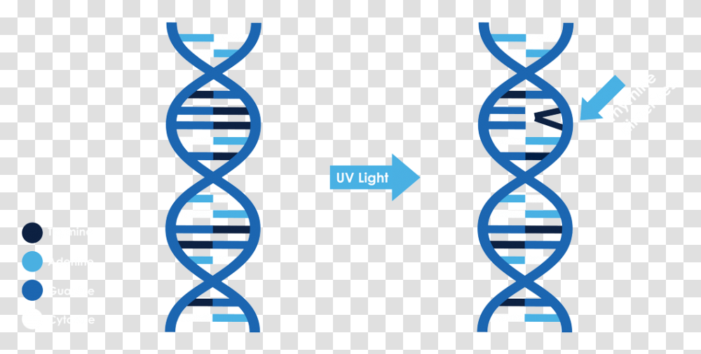 Dna Icon Download Portable Network Graphics, Alphabet, Number Transparent Png