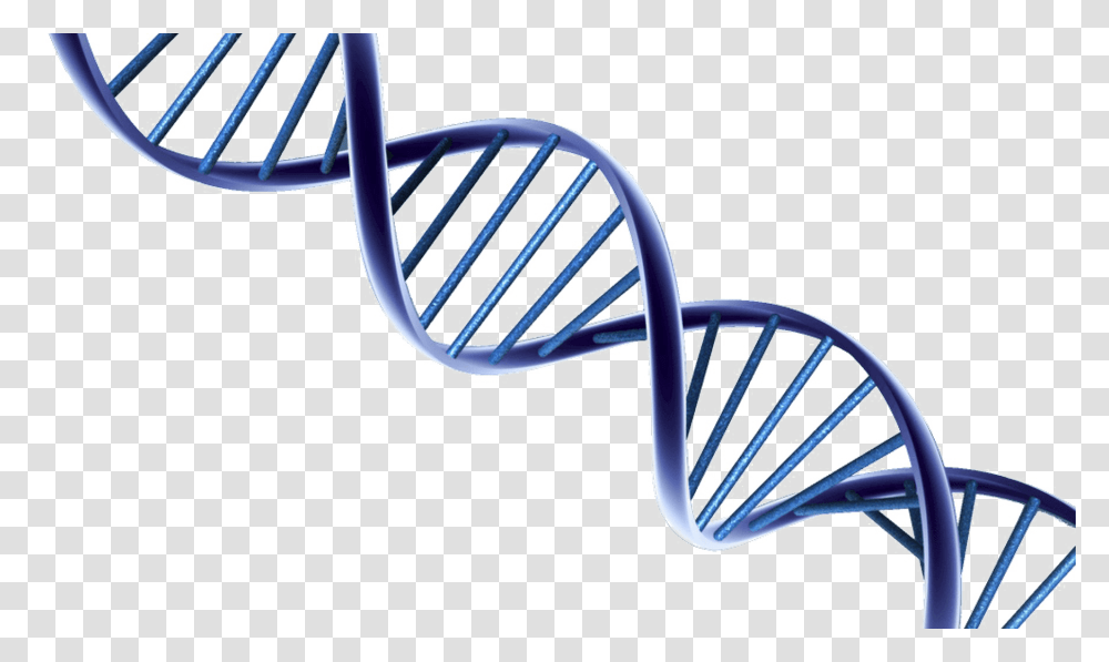 Dna Images, Chair, Furniture, Glasses, Accessories Transparent Png