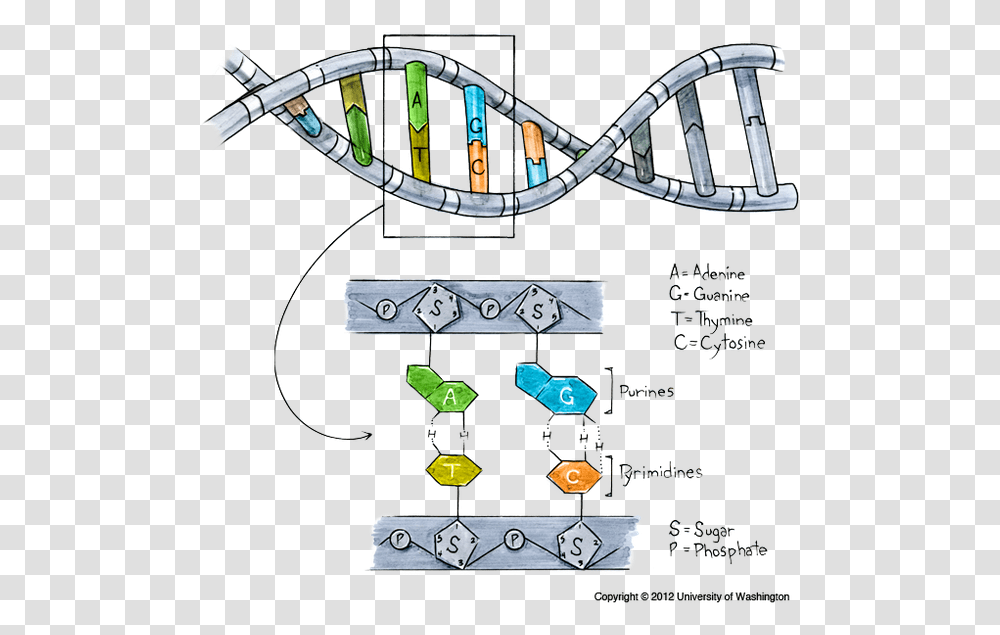 Dna Made, Roller Coaster, Amusement Park, Theme Park Transparent Png