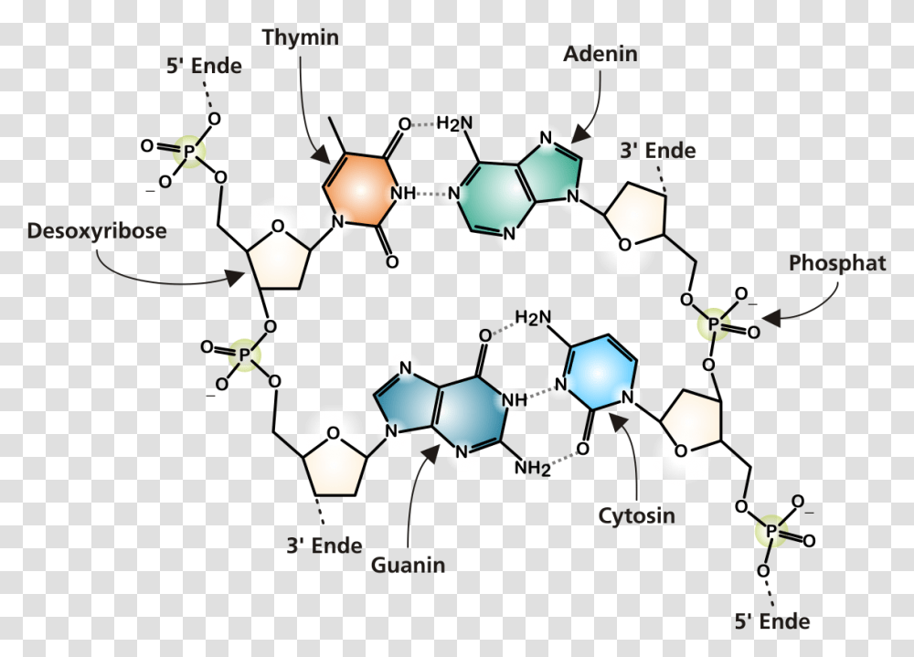 Dna Molecule Chemical Diagram Of Dna, Crowd, Network Transparent Png
