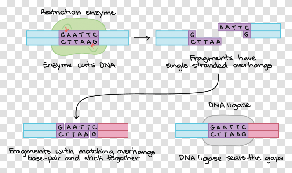 Dna Recombinante Enzimas De, Number, Electronics, Building Transparent Png