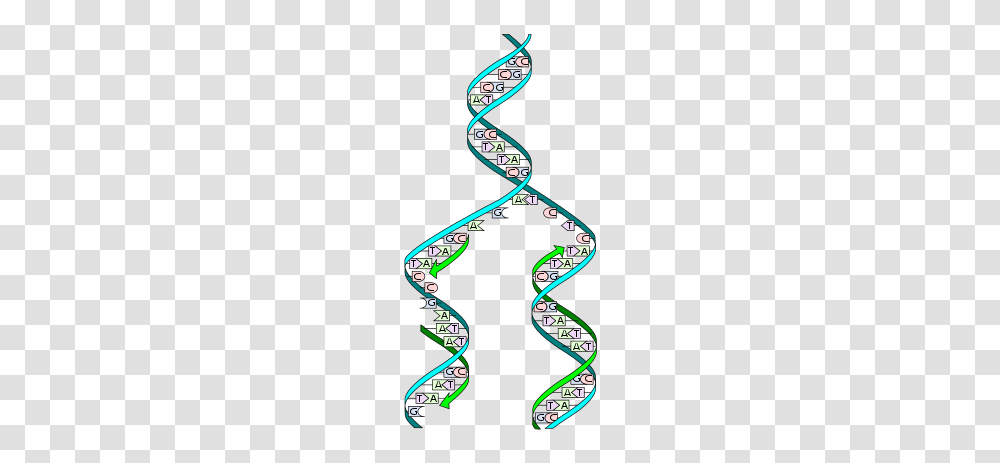 Dna Replication, Game, Mobile Phone, Electronics, Cell Phone Transparent Png