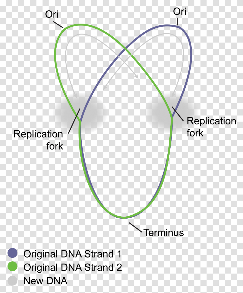 Dna Replication In Prokaryotes Diagram, Ornament, Electronics, Pattern, Fractal Transparent Png