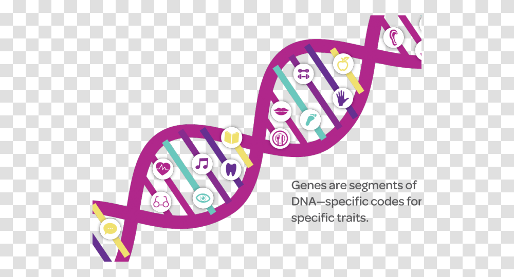 Dna Structure Clipart Genetic Trait, Hair Slide, Electronics, Icing Transparent Png