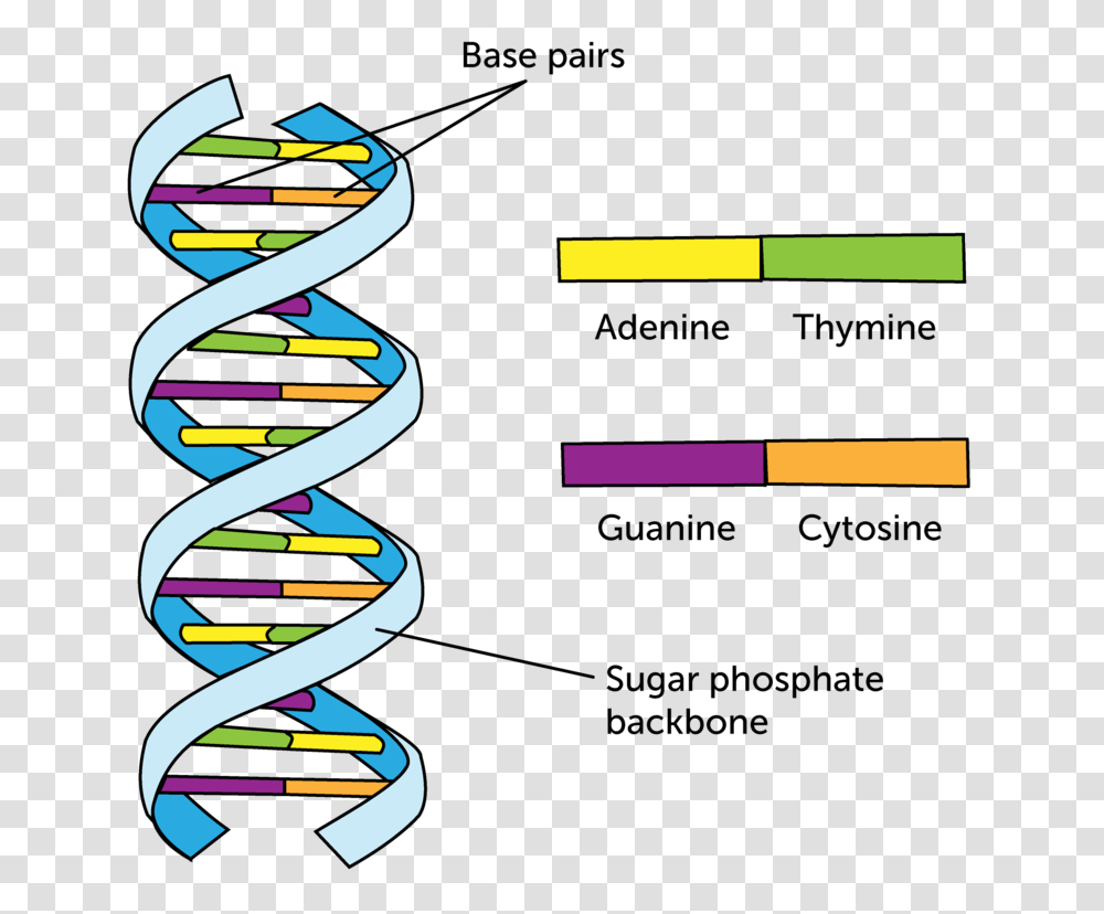 Dna Structure Clipart Physical Science, Dynamite Transparent Png