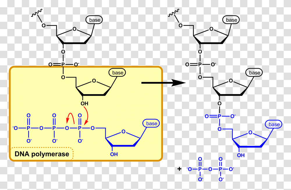 Dna Synthesis En Nucleophilic Attack Dna, Plot, Diagram, Plan Transparent Png