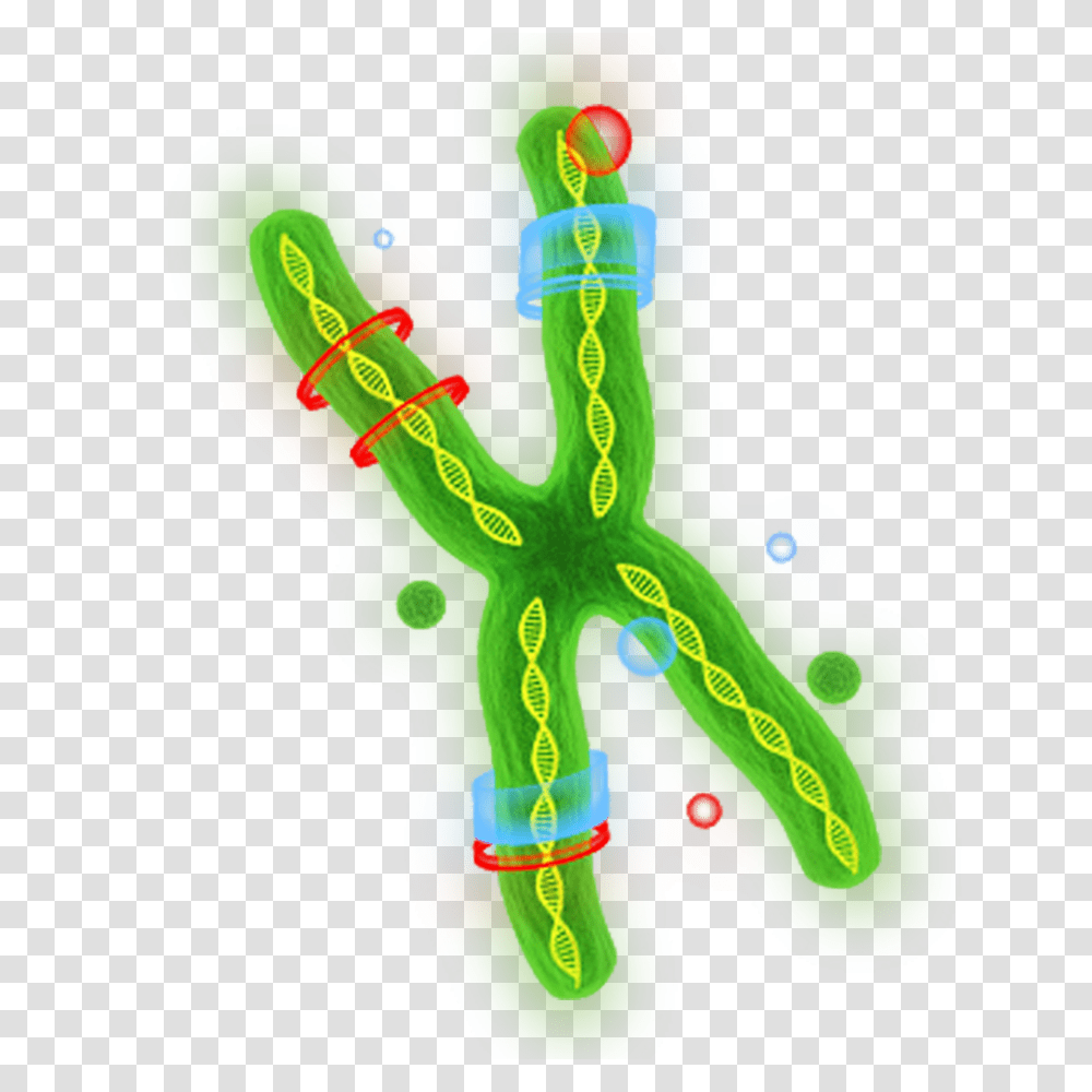 Dna, Heart Transparent Png