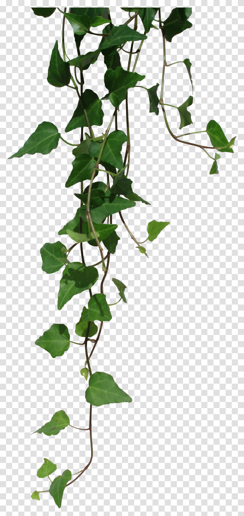 Dnd Homebrew Weapons Ivy Ivy, Plant, Leaf, Vine, Tree Transparent Png