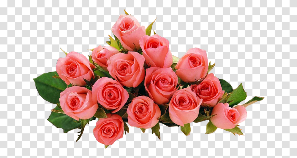 Dnem Rozhdeniya Yulya Svoimi Slovami, Plant, Rose, Flower, Blossom Transparent Png