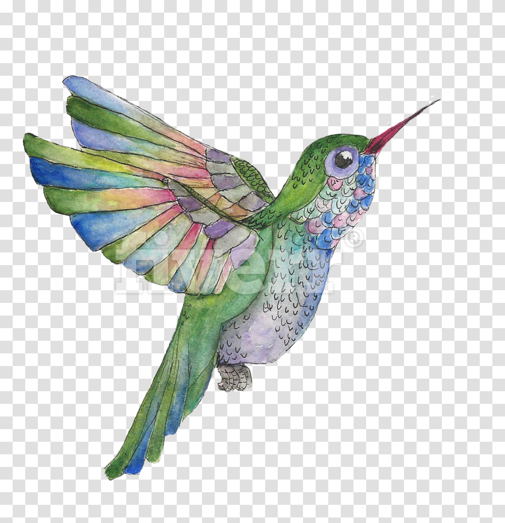 Do A Watercolor And Ink Illustration Of Whatever You Ruby Throated Hummingbird, Animal, Parrot, Parakeet Transparent Png