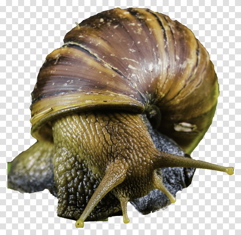 Do Snail Have Eyes, Invertebrate, Animal, Fungus Transparent Png