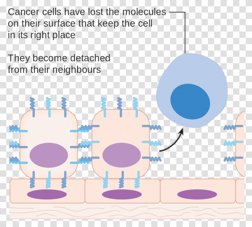 Do We All Have Cancer Cell, Building, Plot, Architecture Transparent Png