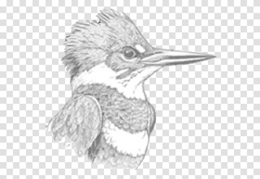 Doas Kingfisher Logo Belted Kingfisher, Beak, Bird, Animal, Snowman Transparent Png