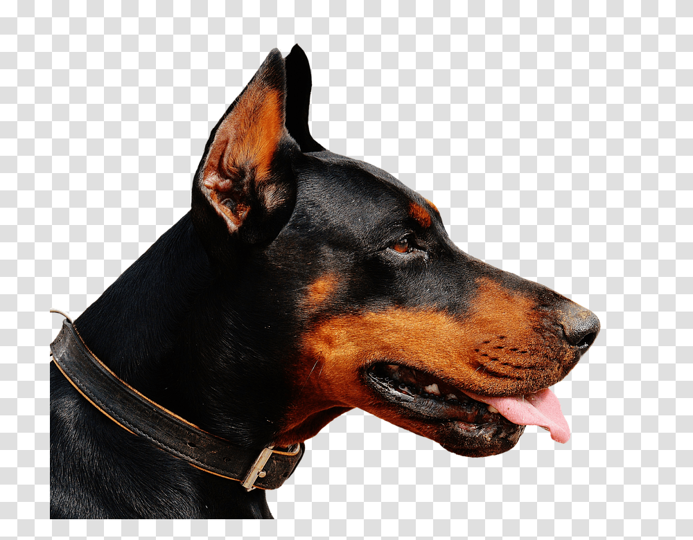 Doberman 960, Animals, Dog, Pet, Canine Transparent Png