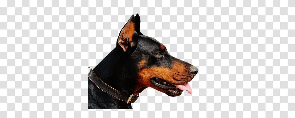 Doberman Nature, Dog, Pet, Canine Transparent Png