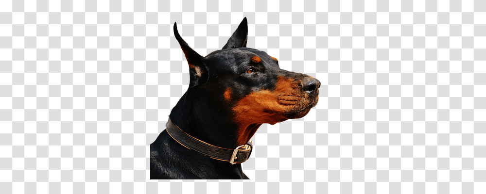 Doberman Nature, Dog, Pet, Canine Transparent Png