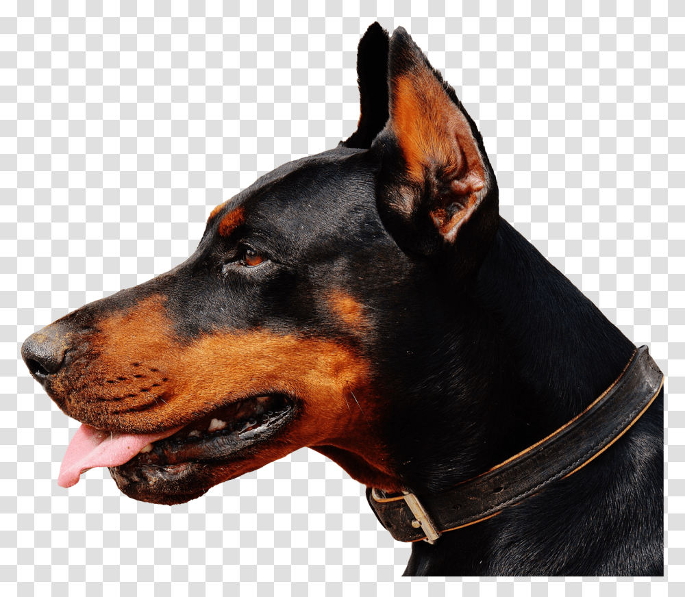 Doberman Dog Image Doberman, Pet, Canine, Animal, Mammal Transparent Png