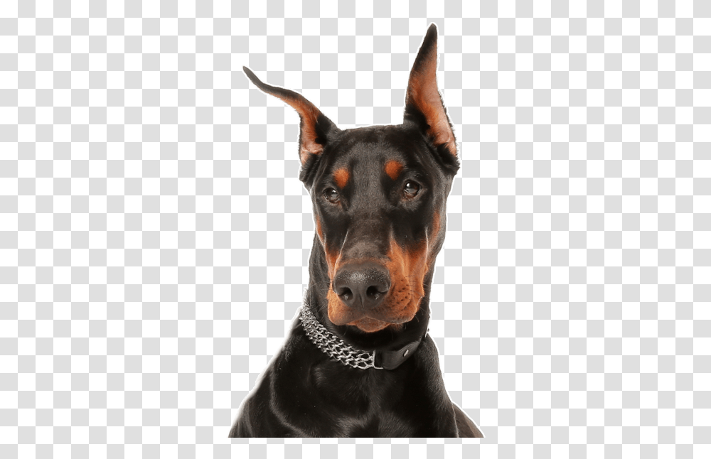 Doberman, Dog, Pet, Canine, Animal Transparent Png