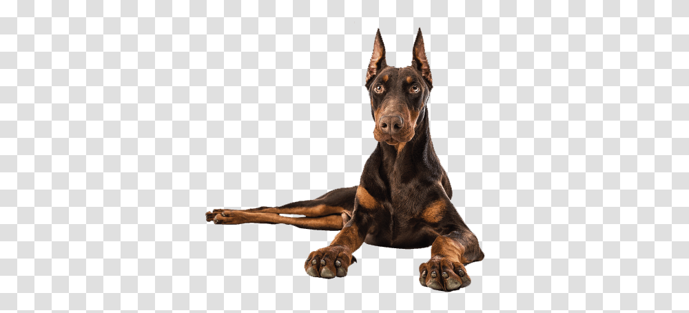 Doberman Image Doberman, Dog, Pet, Canine, Animal Transparent Png